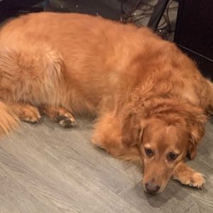 Meet your Posher, Gerard